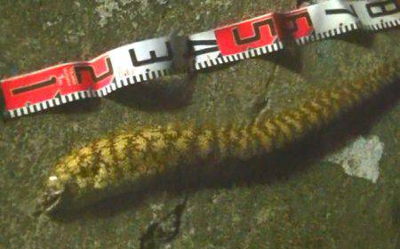 カマス爆釣！そして外道は大物